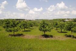 �������� �������� ������ ���� 32