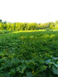 Продается участок Немыченцы, Хмельницкий, Хмельницкая фото 5 Продается участок Немыченцы, Хмельницкий, Хмельницкая фото 5