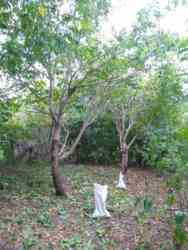 Продается участок Немыченцы, Хмельницкий, Хмельницкая фото 11 Продается участок Немыченцы, Хмельницкий, Хмельницкая фото 11