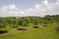 �������� �������� ������ ���� 33