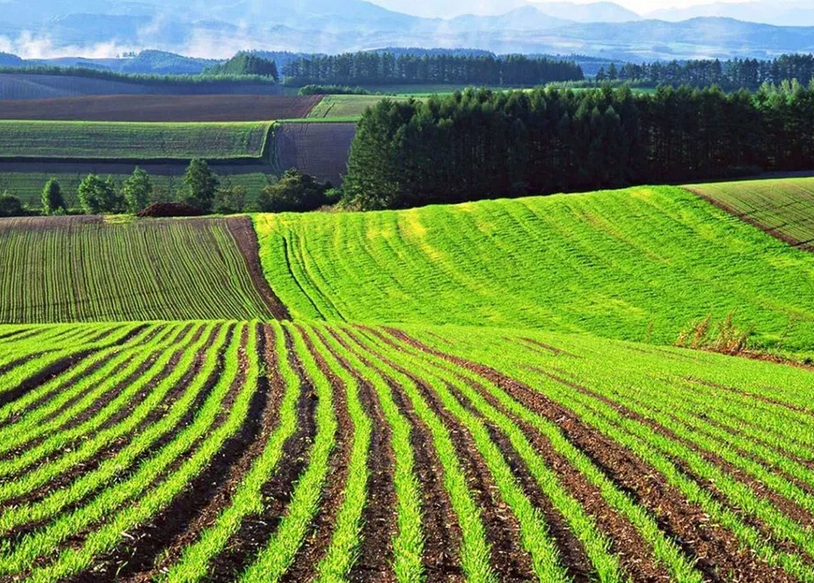 Земля ОСГ під теплиці, овочі, ягоди.. фото 1 Земля ОСГ під теплиці, овочі, ягоди.. фото 1