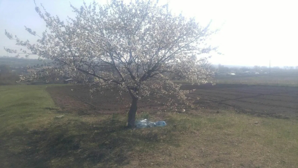 Земельна ділянка в селі Бережинка. фото 1 Земельна ділянка в селі Бережинка. фото 1