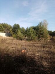 Продається ділянка Київська, Обухівський, Козин фото 8 Продається ділянка Київська, Обухівський, Козин фото 8