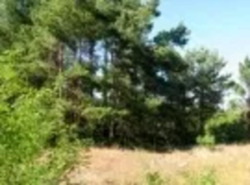 Продається ділянка Київська, Обухівський, Козин фото 4 Продається ділянка Київська, Обухівський, Козин фото 4