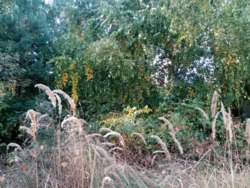 Продається ділянка Київська, Обухівський, Козин фото 7 Продається ділянка Київська, Обухівський, Козин фото 7