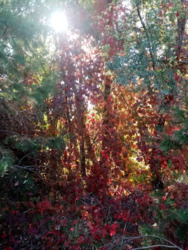 Продається ділянка Київська, Обухівський, Козин фото 9 Продається ділянка Київська, Обухівський, Козин фото 9