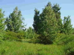 Продається ділянка Київська, Обухівський, Козин фото 2 Продається ділянка Київська, Обухівський, Козин фото 2