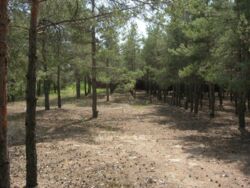 Продається ділянка Київська, Обухівський, Козин фото 3 Продається ділянка Київська, Обухівський, Козин фото 3