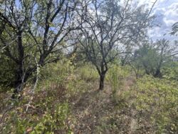 Продається земельна ділянка СТ ' КОМУНАЛЬНИК'. фото 6 Продається земельна ділянка СТ ' КОМУНАЛЬНИК'. фото 6