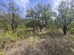 Продається земельна ділянка СТ ' КОМУНАЛЬНИК'. фото 4 Продається земельна ділянка СТ ' КОМУНАЛЬНИК'. фото 4