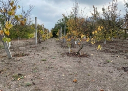 Продається ділянка Одеська, Чорноморськ, Іллічівськ, Перемоги фото 4 Продається ділянка Одеська, Чорноморськ, Іллічівськ, Перемоги фото 4