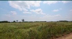 Продається ділянка Одеська, Чорноморськ, Іллічівськ, Східна фото 4 Продається ділянка Одеська, Чорноморськ, Іллічівськ, Східна фото 4