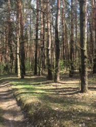 Продажа участка 2 га Лес Солтановка Стугна Одесское направление фото 5 Продажа участка 2 га Лес Солтановка Стугна Одесское направление фото 5