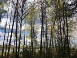 Продажа участка 2 га Лес Солтановка Стугна Одесское направление фото 7 Продажа участка 2 га Лес Солтановка Стугна Одесское направление фото 7