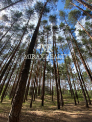 Продажа участка 90 соток с сосновым лесом выход на р.Стугна Украинка фото 4 Продажа участка 90 соток с сосновым лесом выход на р.Стугна Украинка фото 4