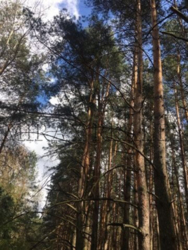 Продажа участка 2 га Лес Солтановка Стугна Одесское направление фото 6 Продажа участка 2 га Лес Солтановка Стугна Одесское направление фото 6