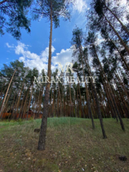 Продажа участка 90 соток с сосновым лесом выход на р.Стугна Украинка фото 8 Продажа участка 90 соток с сосновым лесом выход на р.Стугна Украинка фото 8