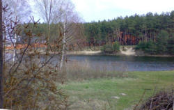 Продажа участка 90 соток с сосновым лесом выход на р.Стугна Украинка фото 2 Продажа участка 90 соток с сосновым лесом выход на р.Стугна Украинка фото 2