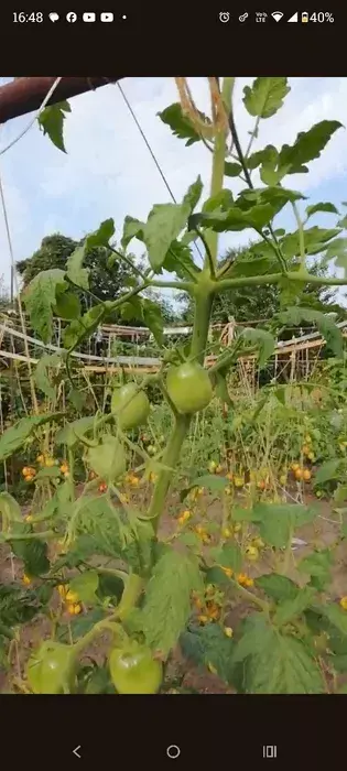 Продается участок Сумская, Сумы, Заречный, Баранівка, с/т Енергетик 2 фото 1 Продается участок Сумская, Сумы, Заречный, Баранівка, с/т Енергетик 2 фото 1