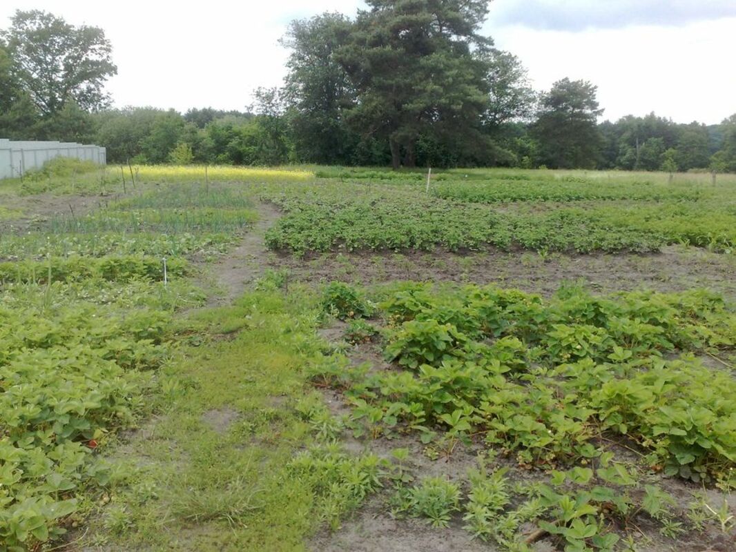 Продается участок Сумская, Сумы фото 1 Продается участок Сумская, Сумы фото 1