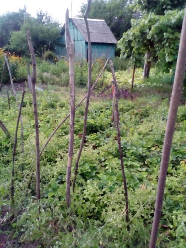 Дача Фрунзенец фото 1 Дача Фрунзенец фото 1