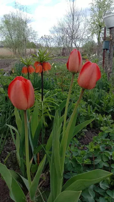 Продается участок Сумская, Сумы, Заречный, Баси фото 1 Продается участок Сумская, Сумы, Заречный, Баси фото 1