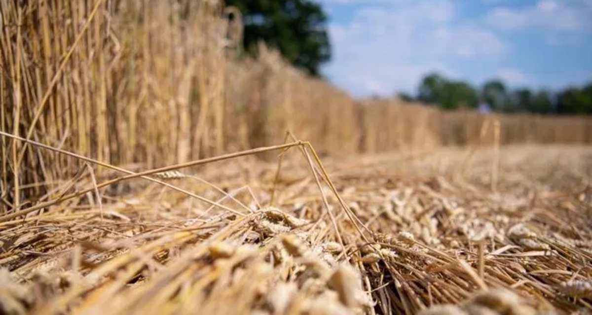 Продается участок фото 1 Продается участок фото 1