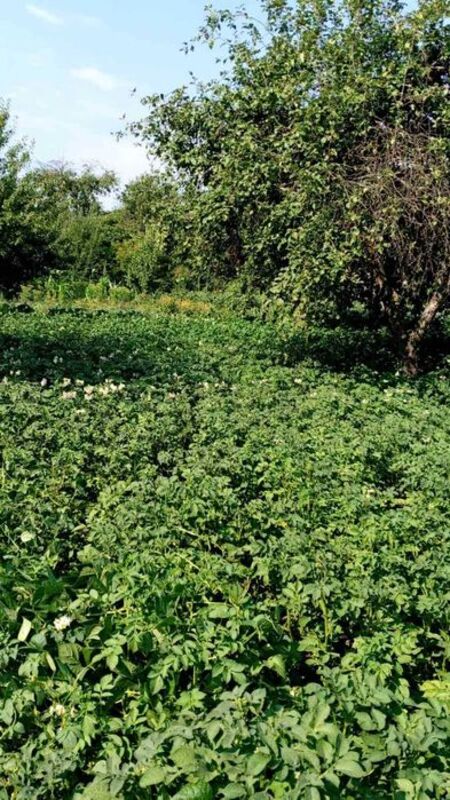 Дачный участок фото 1 Дачный участок фото 1