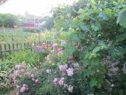 Продается участок Сумская, Сумы, Заречный, ул. Тополянская 126/1 фото 7 Продается участок Сумская, Сумы, Заречный, ул. Тополянская 126/1 фото 7