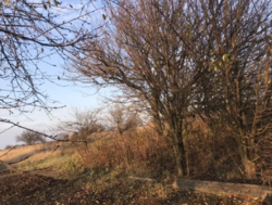 Продается участок Сумская, Сумы, Ковпаковский, Веретиновка фото 2 Продается участок Сумская, Сумы, Ковпаковский, Веретиновка фото 2