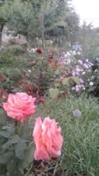 Дачный участок фото 7 Дачный участок фото 7