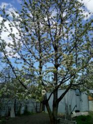 Продается участок Сумская, Сумы, Ковпаковский, Партизанська вул. фото 2 Продается участок Сумская, Сумы, Ковпаковский, Партизанська вул. фото 2