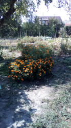 Продается участок Сумская, Сумы, Заречный, Басы фото 4 Продается участок Сумская, Сумы, Заречный, Басы фото 4