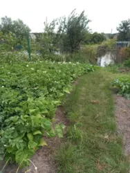 Продается участок Сумская, Сумы, Заречный, Баранівка, с//т Озерне фото 3 Продается участок Сумская, Сумы, Заречный, Баранівка, с//т Озерне фото 3