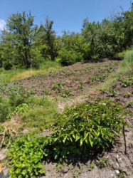 Продается участок Сумская, Сумы фото 13 Продается участок Сумская, Сумы фото 13