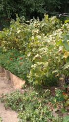 Дача Химгородок фото 4 Дача Химгородок фото 4