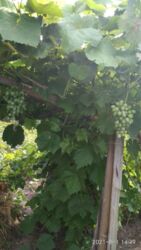 Дача Химгородок фото 3 Дача Химгородок фото 3