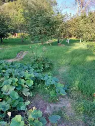 Продается участок Сумская, Сумы, Заречный, за центральним парком , 1-ша лінія р. Псел фото 3 Продается участок Сумская, Сумы, Заречный, за центральним парком , 1-ша лінія р. Псел фото 3