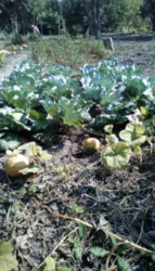 Продается участок Сумская, Сумы, Заречный, Басы фото 6 Продается участок Сумская, Сумы, Заречный, Басы фото 6