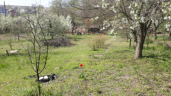 Продается участок Сумская, Сумы, Заречный, Химик фото 5 Продается участок Сумская, Сумы, Заречный, Химик фото 5