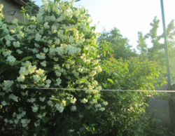 Продается участок Сумская, Сумы, Заречный, ул. Тополянская 126/1 фото 2 Продается участок Сумская, Сумы, Заречный, ул. Тополянская 126/1 фото 2