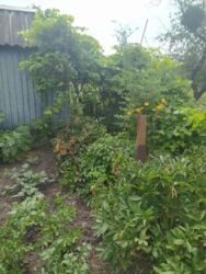 Продается участок Сумская, Сумы, Ковпаковский, Урожайна вул. фото 1 Продается участок Сумская, Сумы, Ковпаковский, Урожайна вул. фото 1