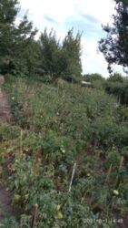 Дача Химгородок фото 8 Дача Химгородок фото 8