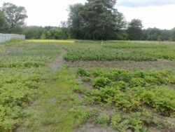 Продается участок Сумская, Сумы фото 1 Продается участок Сумская, Сумы фото 1