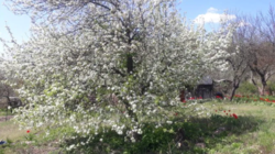 Продается участок Сумская, Сумы, Заречный, Химик фото 9 Продается участок Сумская, Сумы, Заречный, Химик фото 9