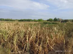 ��������� ������� ���� ������� 48., ������� ���������, �������, ������� ���� 5