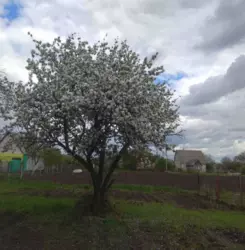 Продается участок Сумская, Сумы, Ганнівка вул Горобинова фото 2 Продается участок Сумская, Сумы, Ганнівка вул Горобинова фото 2