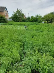 Продается участок Веретенівка, Сумы, Сумская, Ковпаковский фото 3 Продается участок Веретенівка, Сумы, Сумская, Ковпаковский фото 3