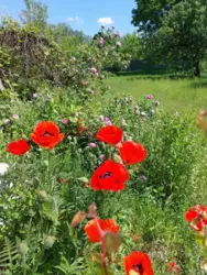 Продается участок Сумская, Сумы, Заречный, за центральним парком , 1-ша лінія р. Псел фото 5 Продается участок Сумская, Сумы, Заречный, за центральним парком , 1-ша лінія р. Псел фото 5