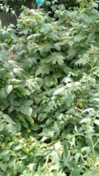 Дача Химгородок фото 6 Дача Химгородок фото 6